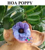 khuon-silicon-hoa-poppy - ảnh nhỏ 2